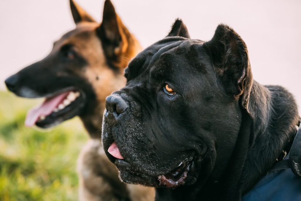 Brain Structure and Breed-Specific Behaviors
