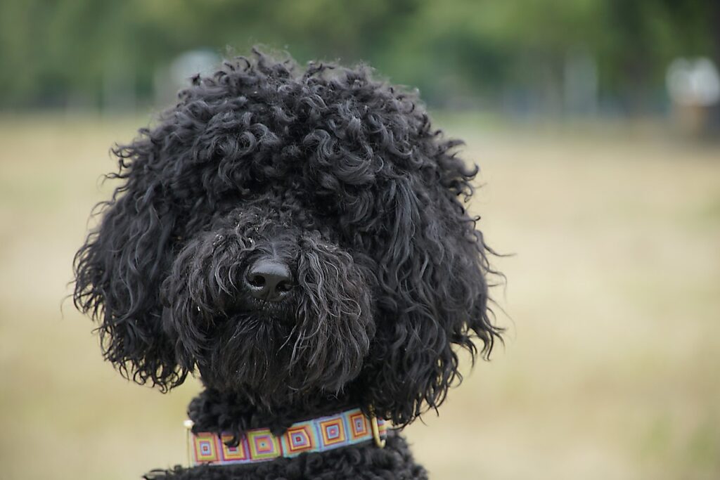 poodle