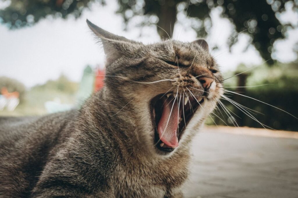 Cat vocalization/aggression