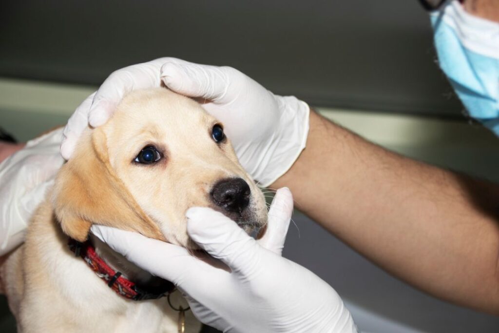 Dog having canine distemper virus (CDV)
