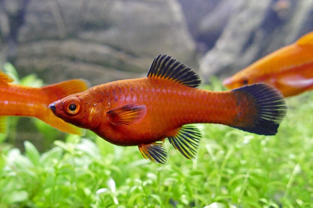Swordtail