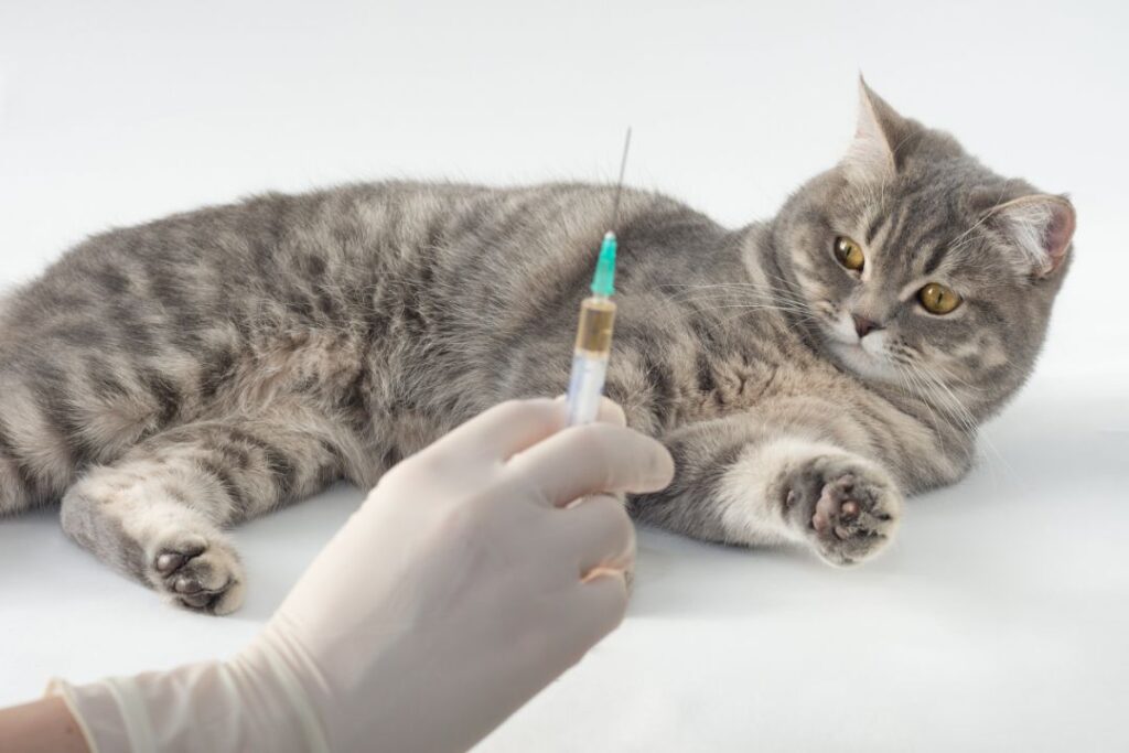 Do Indoor Cats Need Vaccines? Here's What Vets Say