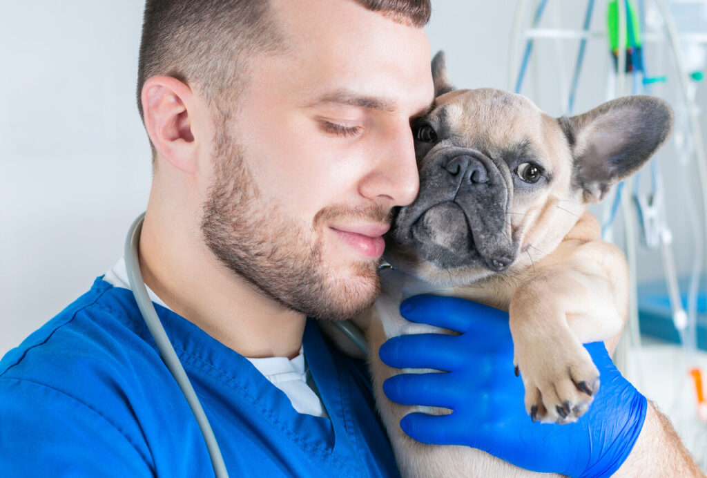 Dog distemper vaccination