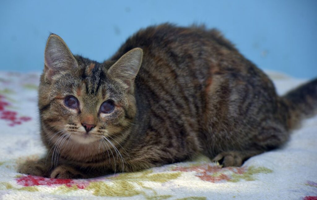 12 Common Cat Eye Conditions (And How to Spot Them Before It's Too Late)
