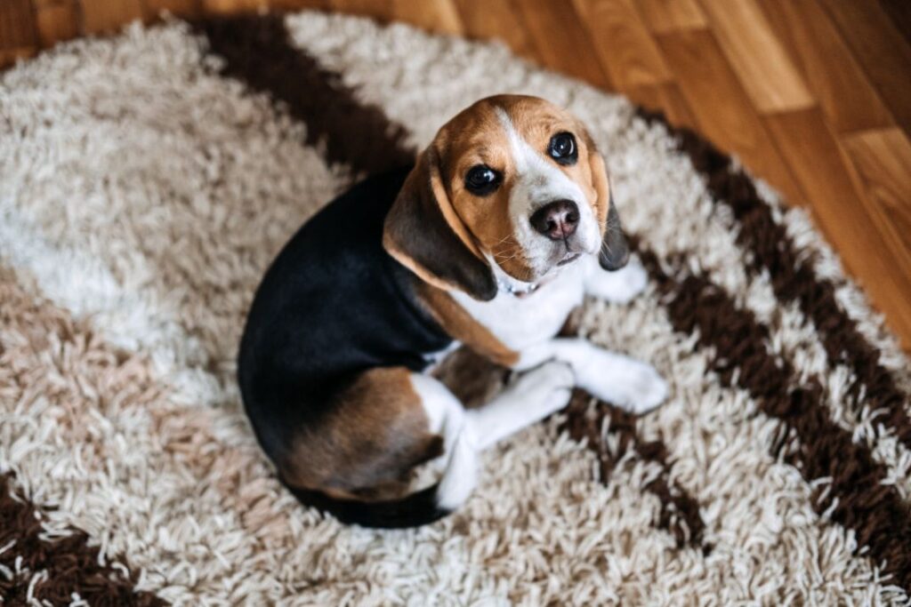 Dog having heartworm disease