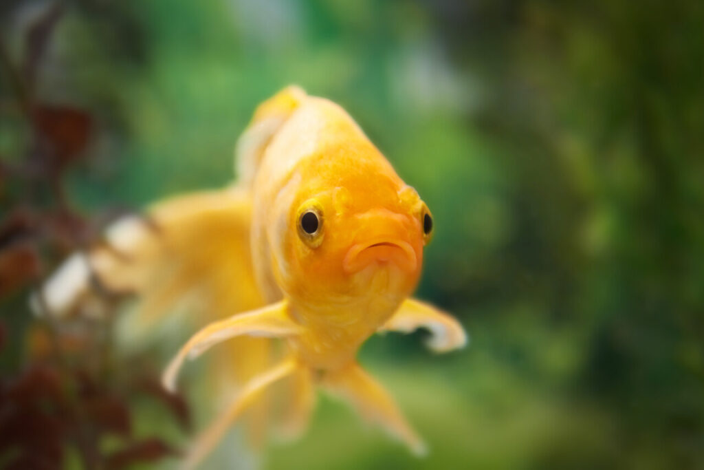6 Fish You Should Never Keep With a Betta