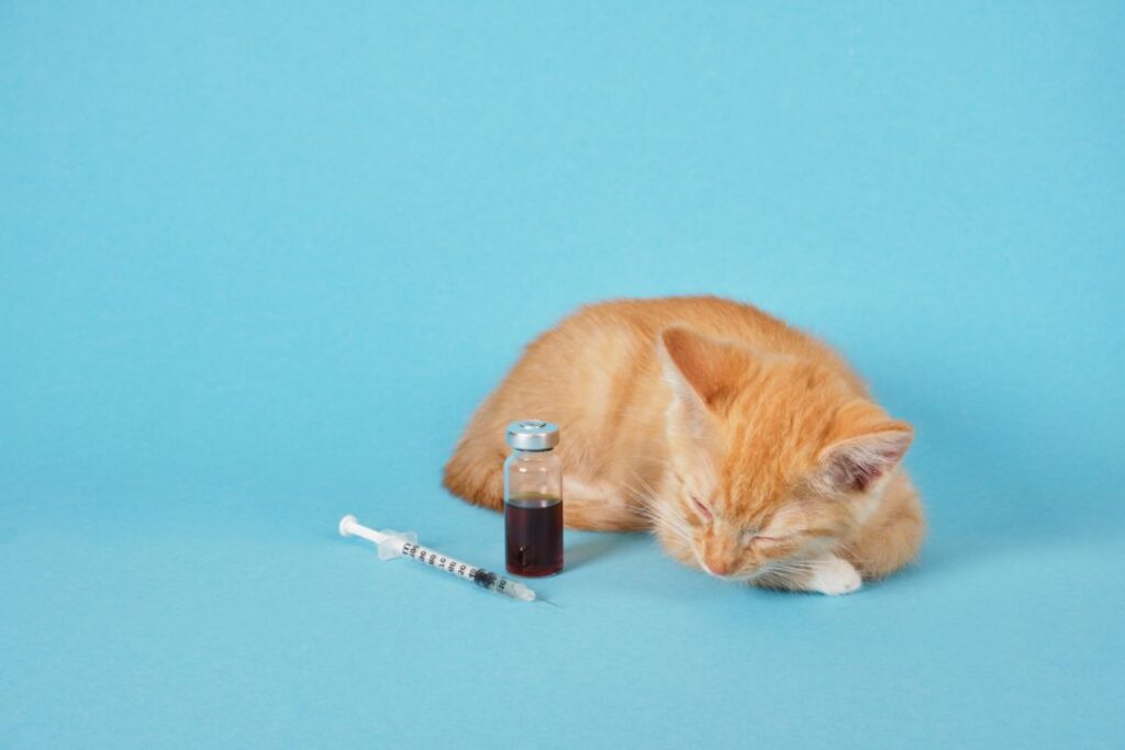 Rabies Vaccines for cat