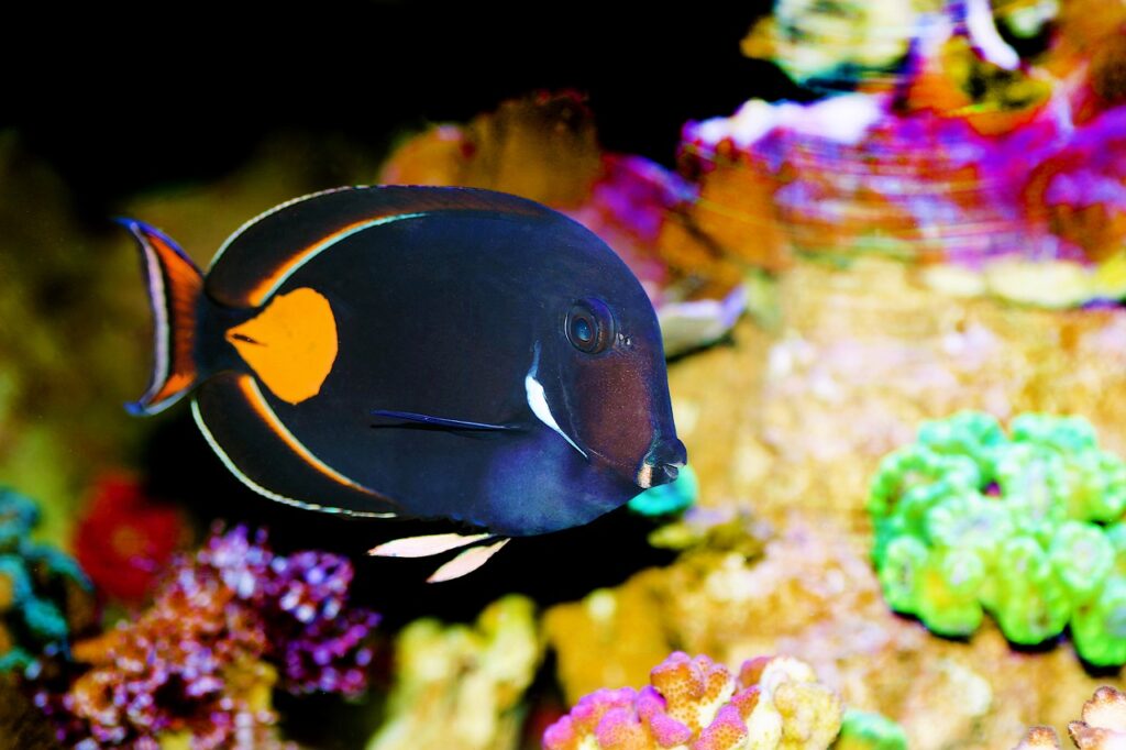 achilles-tang