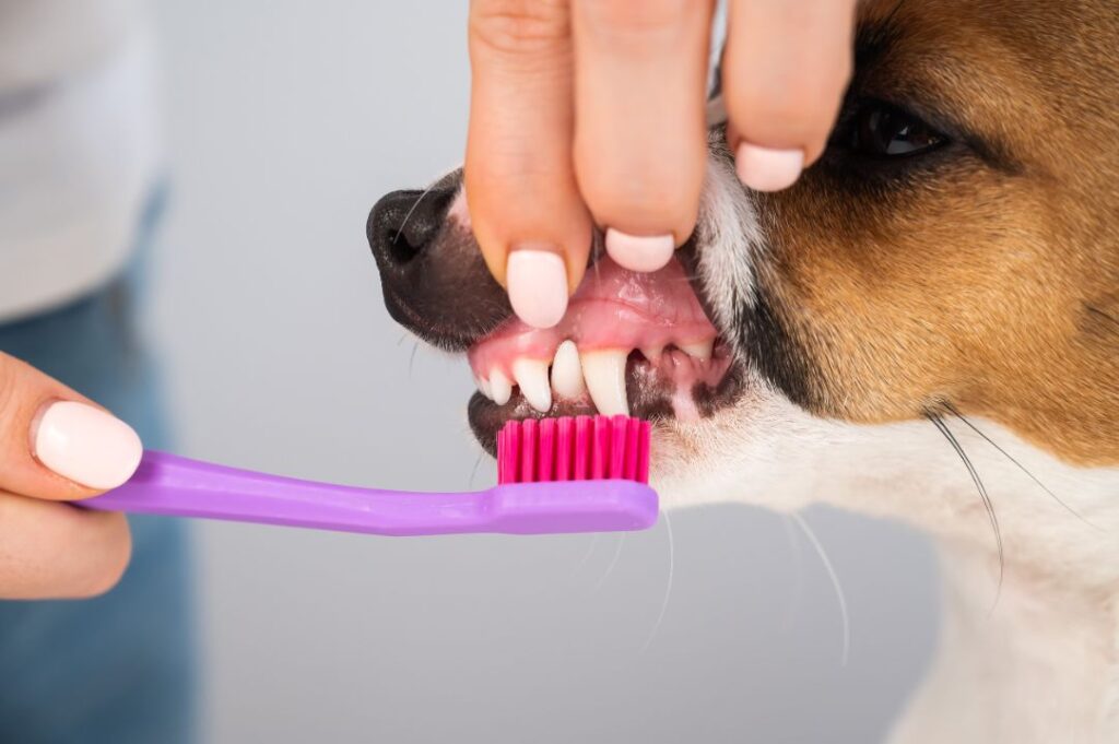 Should You Brush Your Dog’s Teeth Daily? Vets Weigh In