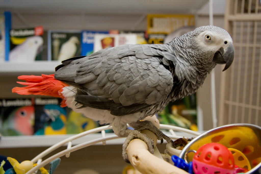 The 6 Most Affectionate Pet Birds That Love Human Contact