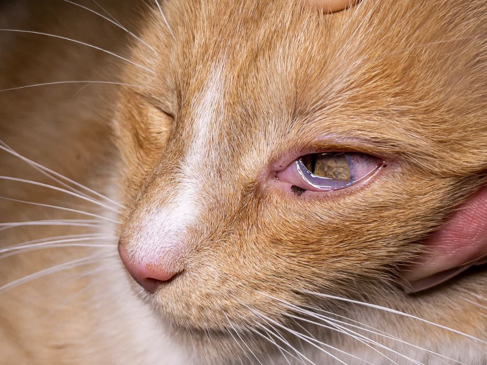 Uveitis in cat/kitten