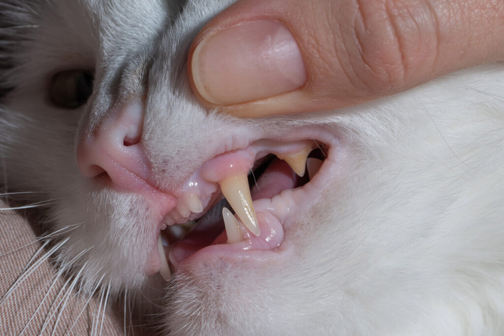 Cat dental disease
