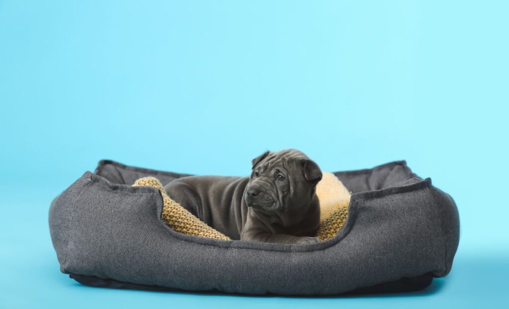 dog bed