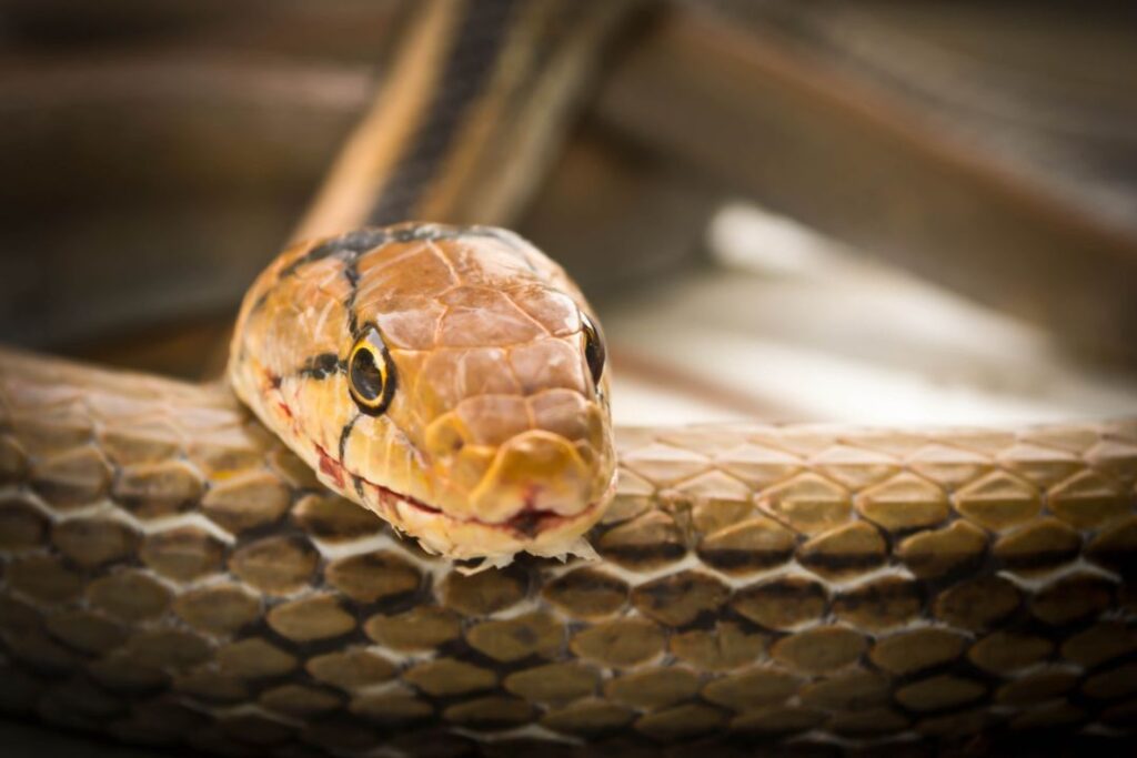 Avoid loud noises in ase of snake care