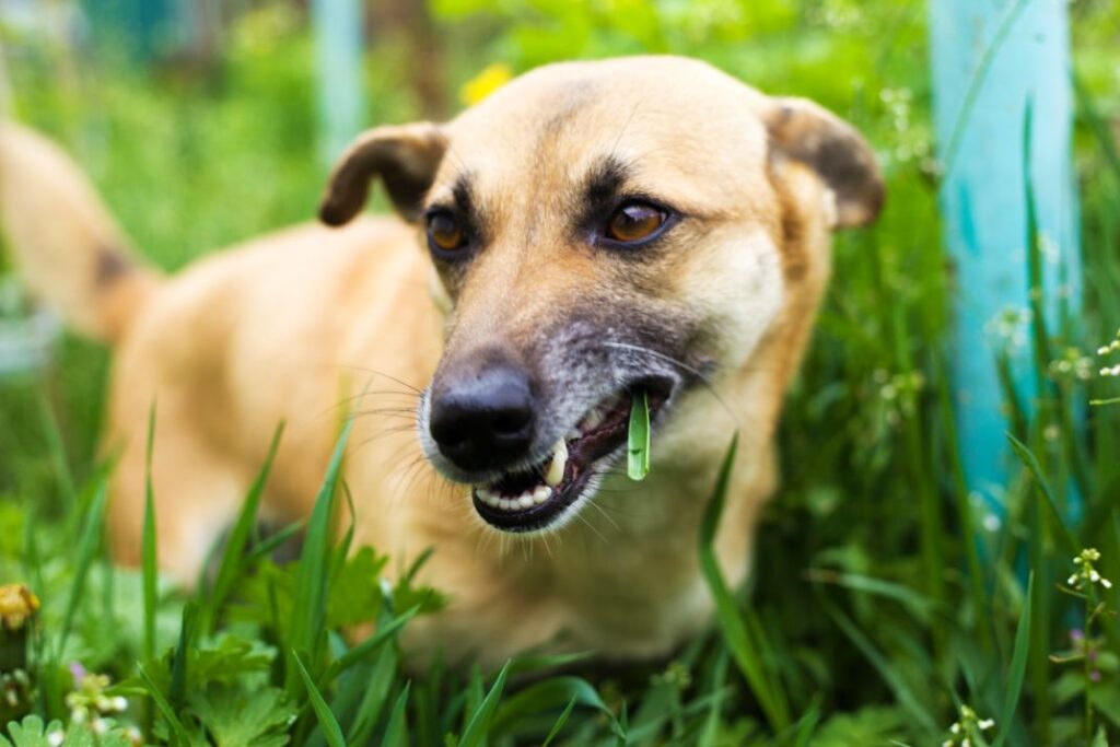 9 Reasons Your Dog Eats Grass—And When to Worry
