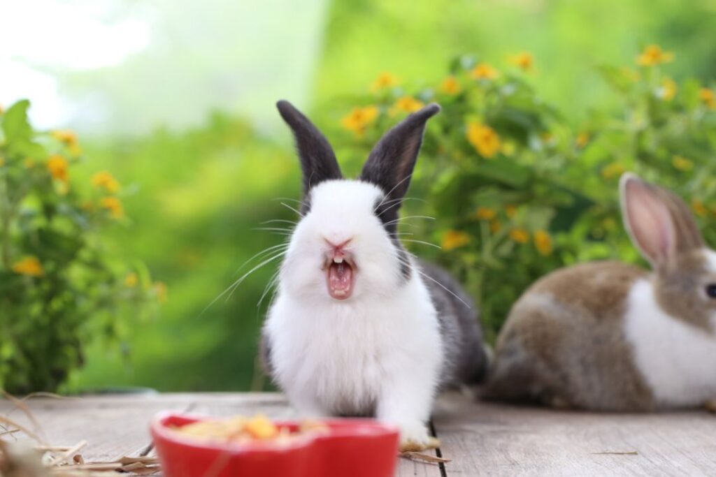 Rabbit Lunging, Growling, or Nipping
