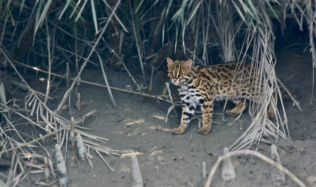 A leopard cat