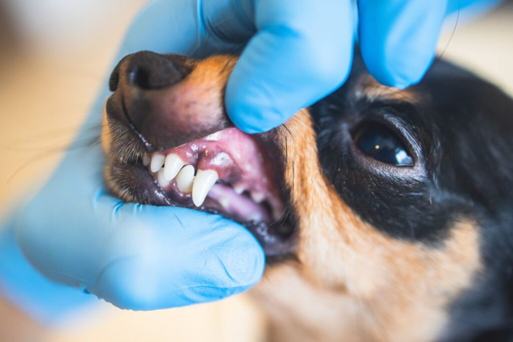 Senior dog bad teeth