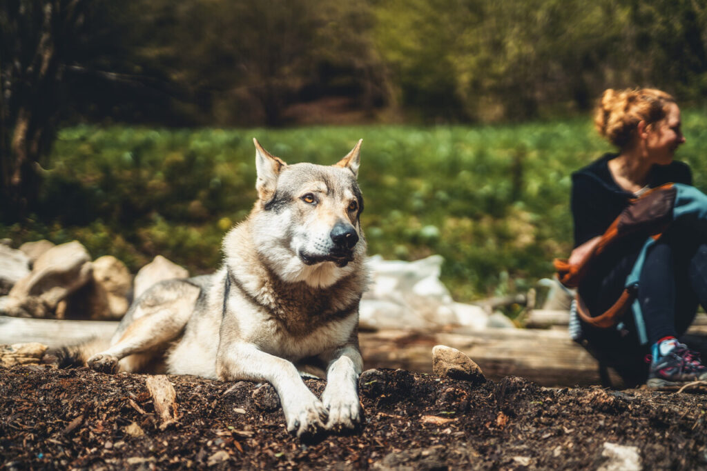 14 Dog Breeds That Are Best Left to Experienced Owners