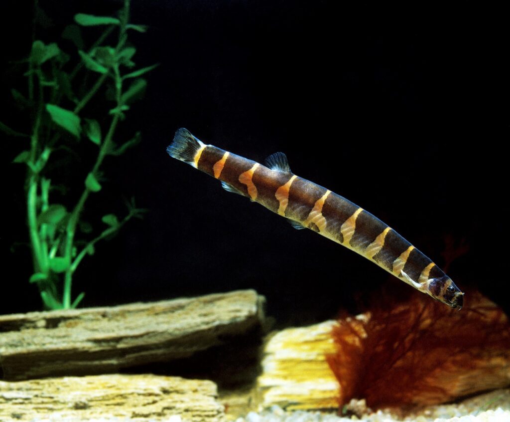 kuhli loach