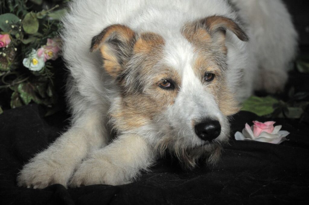 Dog with parvo virus