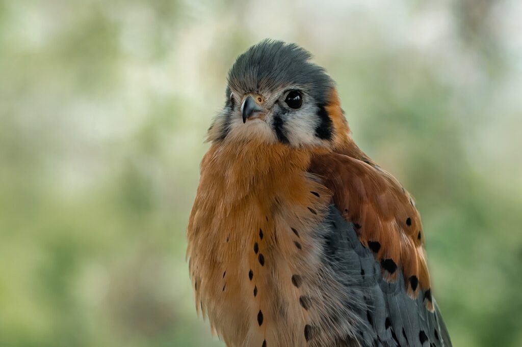 American Kestrel