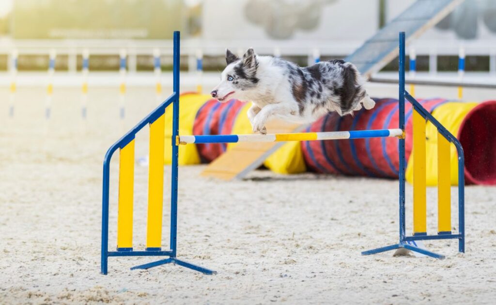 Obstacle Course Adventure
