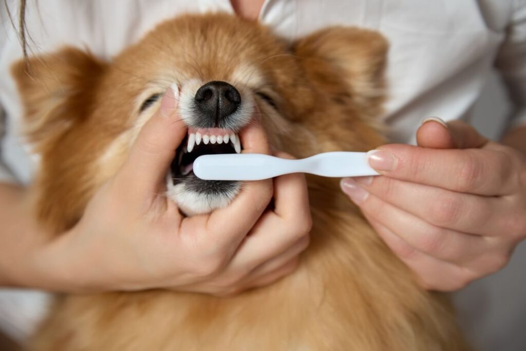 Small dog breed affected teeth cleaning