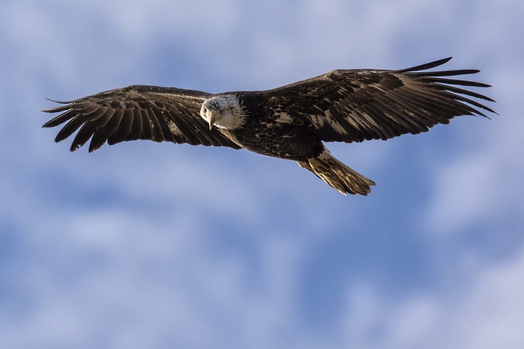 Bald eagle on flight