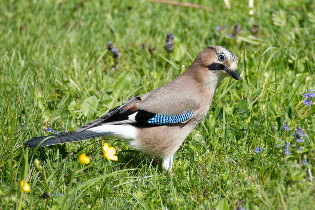 European Jays