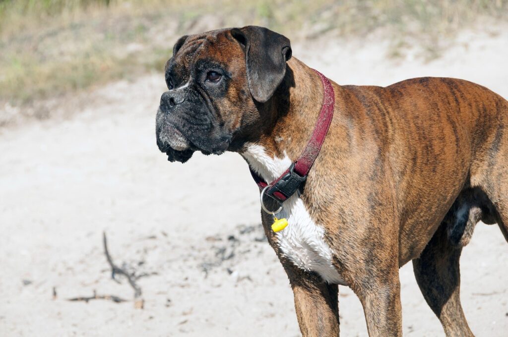 Boxer Dog