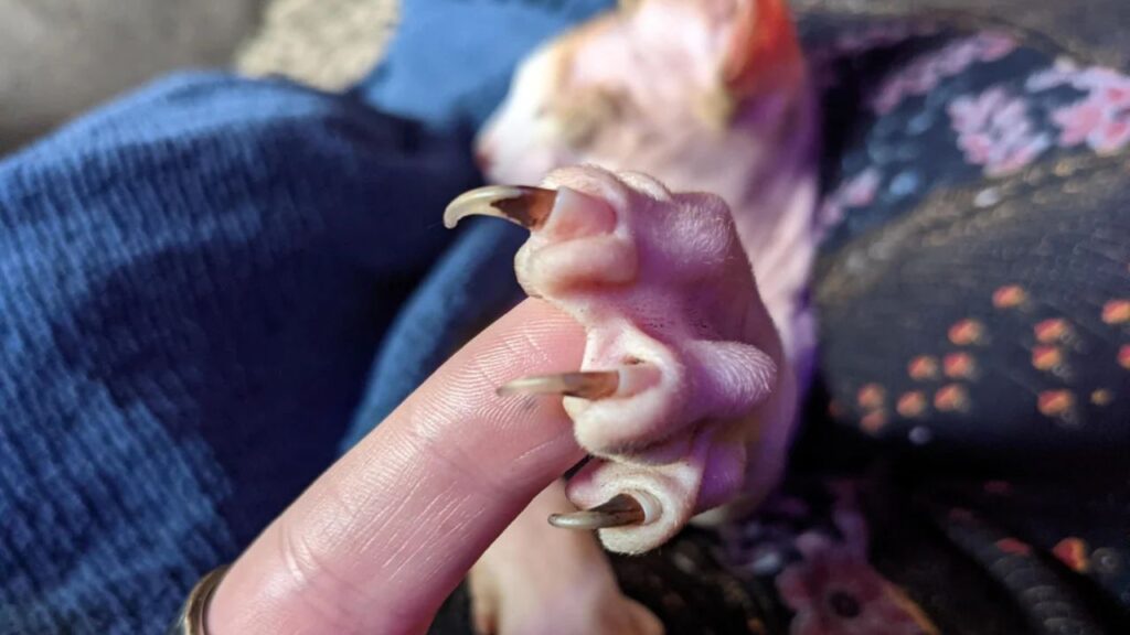 Sphinx Cat Claw