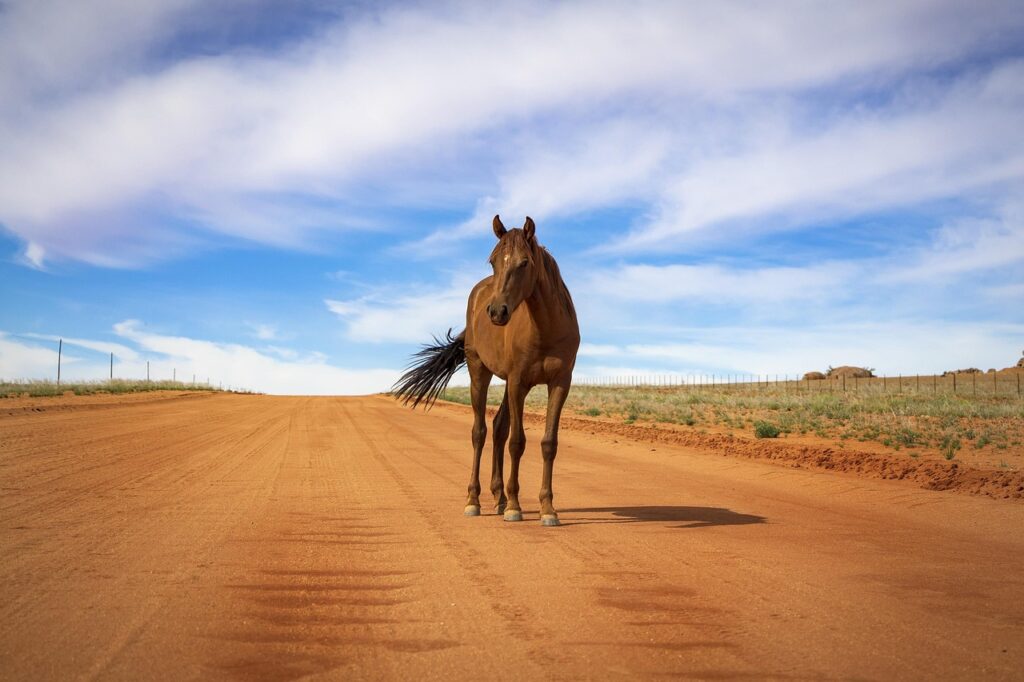 A sublime Mustang