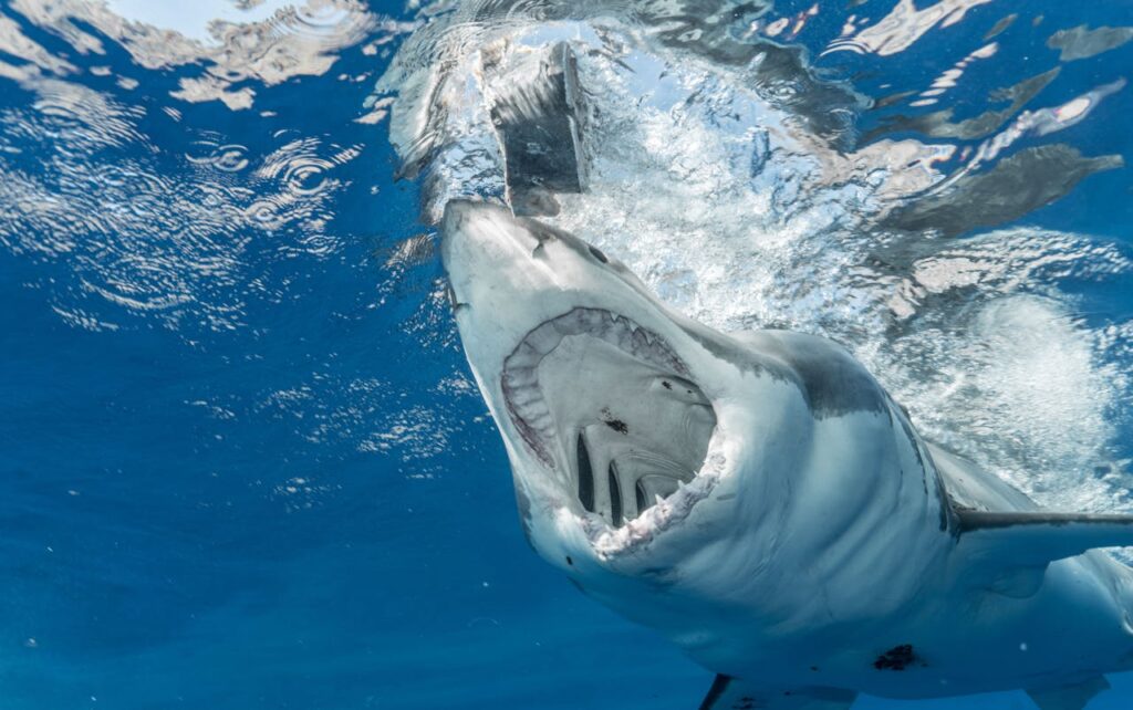 great white shark