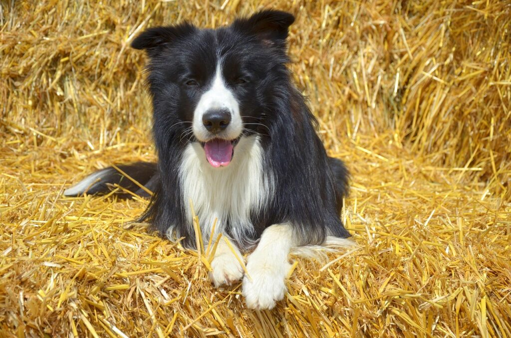 border collie