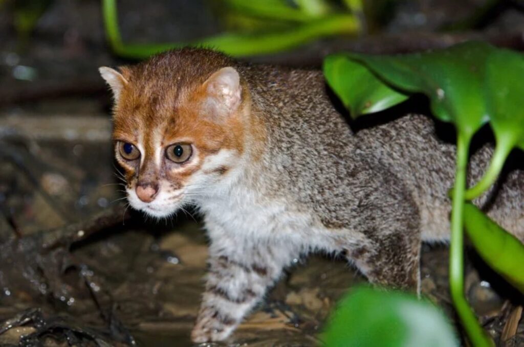 Flat-headed cat