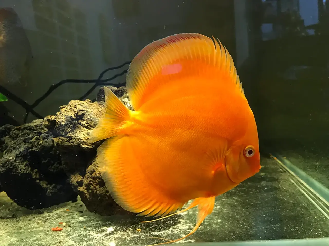 Albino Golden Discus Fish