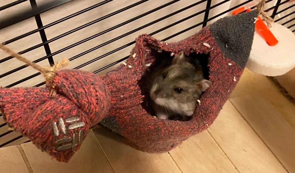 Small hamster resting inside a fabric hammock.
