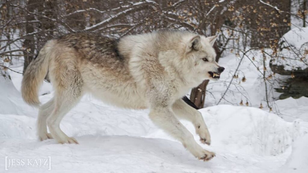 Northwestern Wolf running through snow with bared teeth
