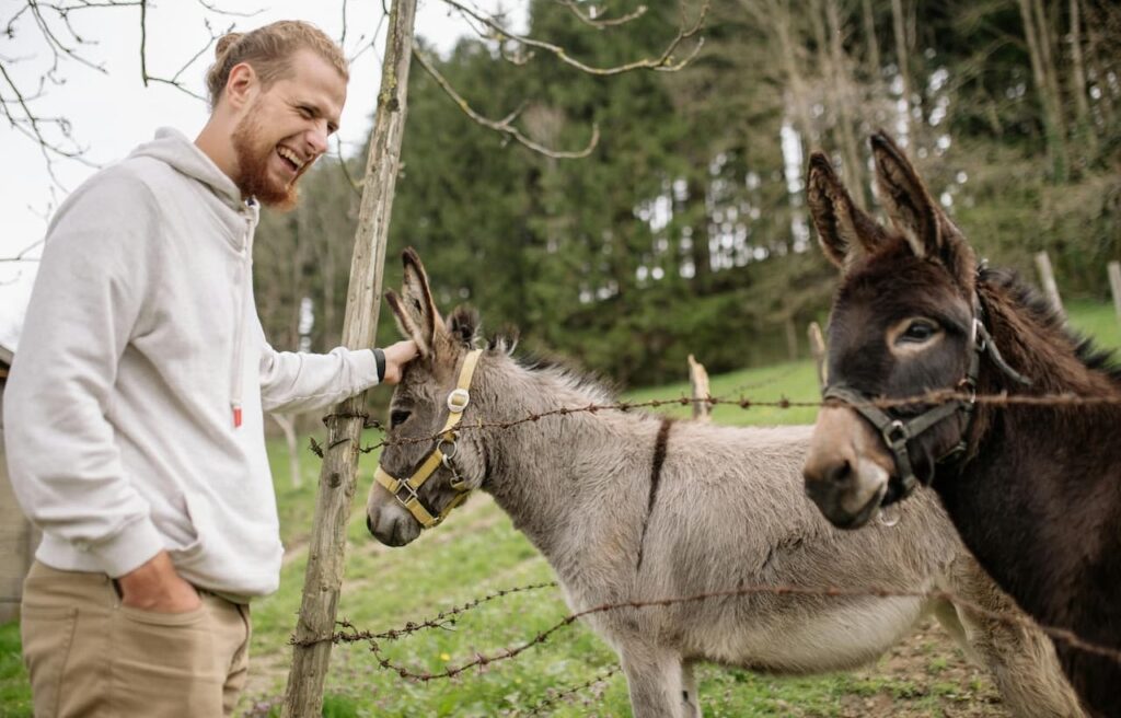 Man petting donkeys through a fence
