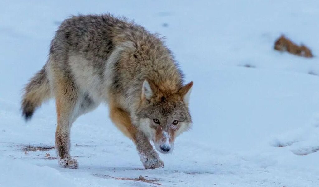 Himalayan wolf cautiously prowling through snowy landscape.