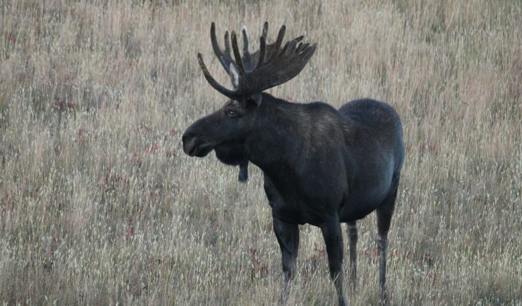 Moose standing in a grassy field with large antlers.