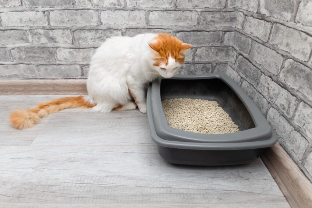 Cat litter place matters