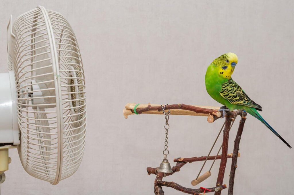 Ceiling Fans Pose a Flying Risk to Birds