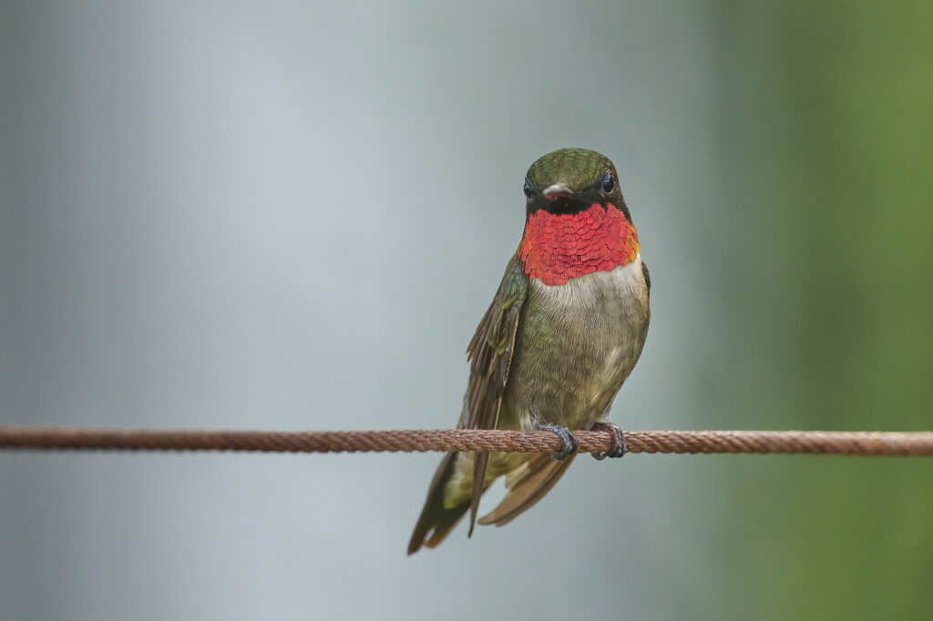 Ruby-throated hummingbird