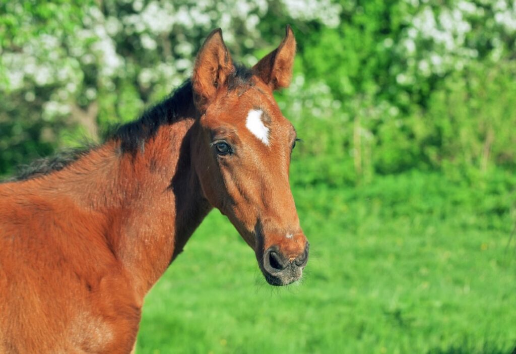 hanoverian-foal