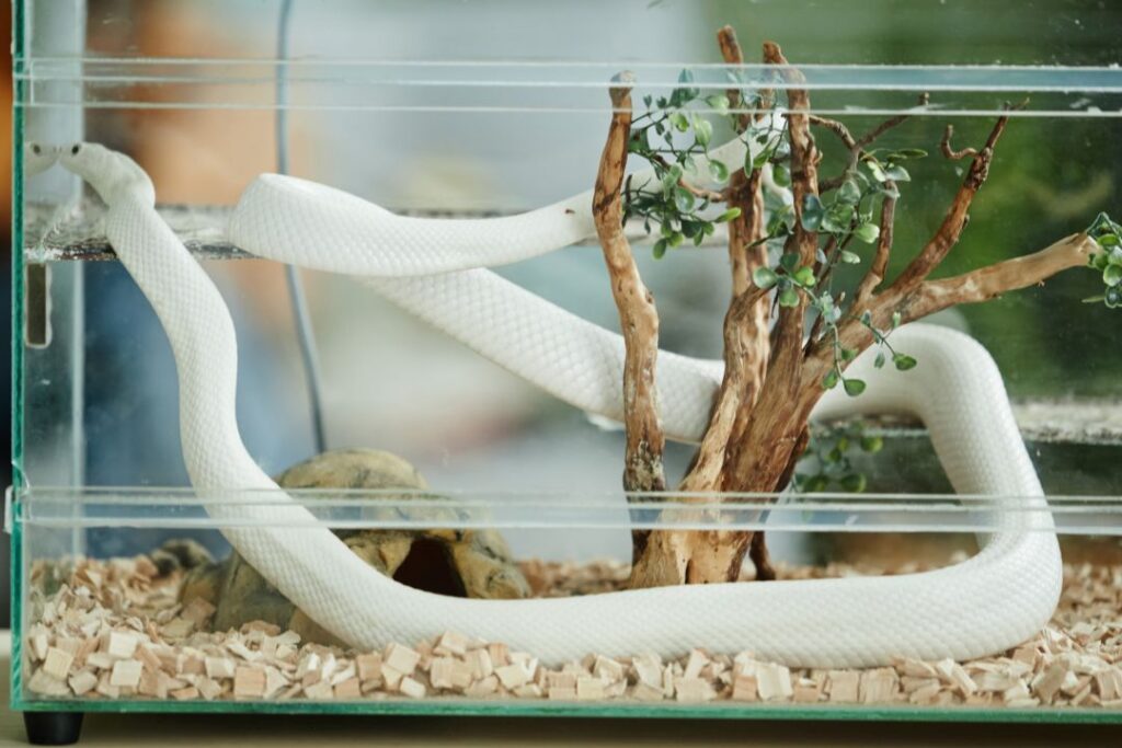 Maintain ideal temperature in snake cage