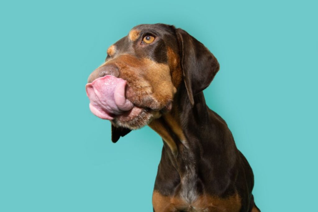 Dog excessive lip licking