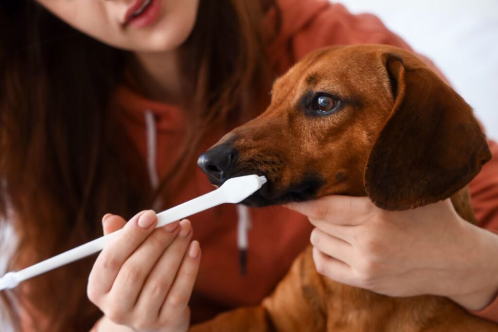 Dog teeth brushing