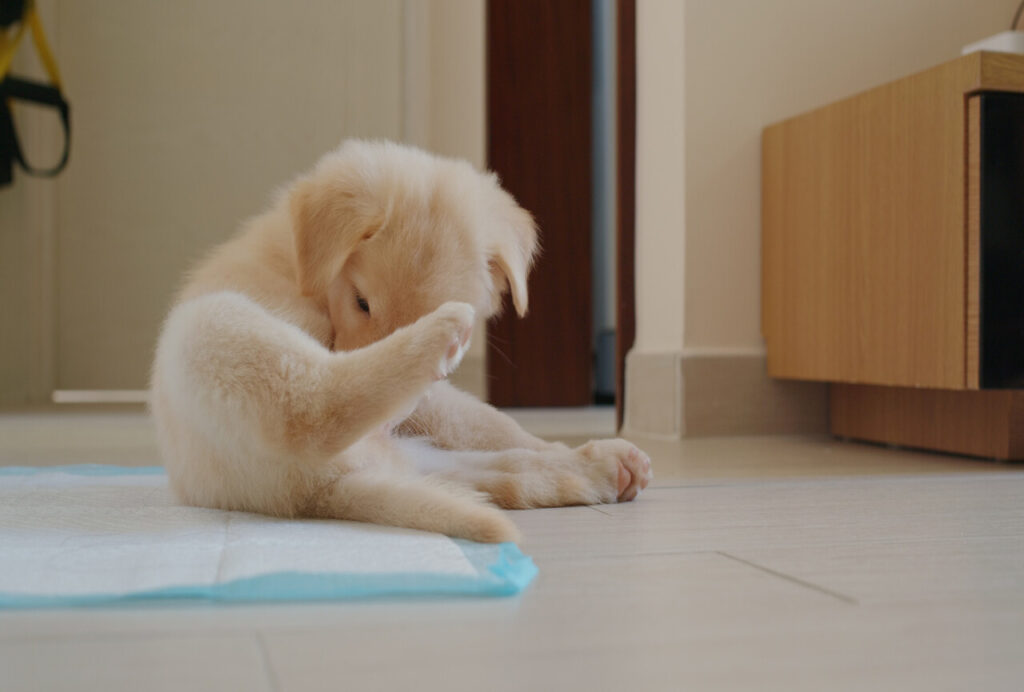 10 Painful Signs Your Dog Is Suffering in Silence (Signs You Should Never Ignore)